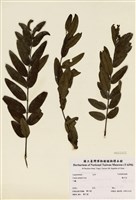 藏品(鐵刀木)的圖片